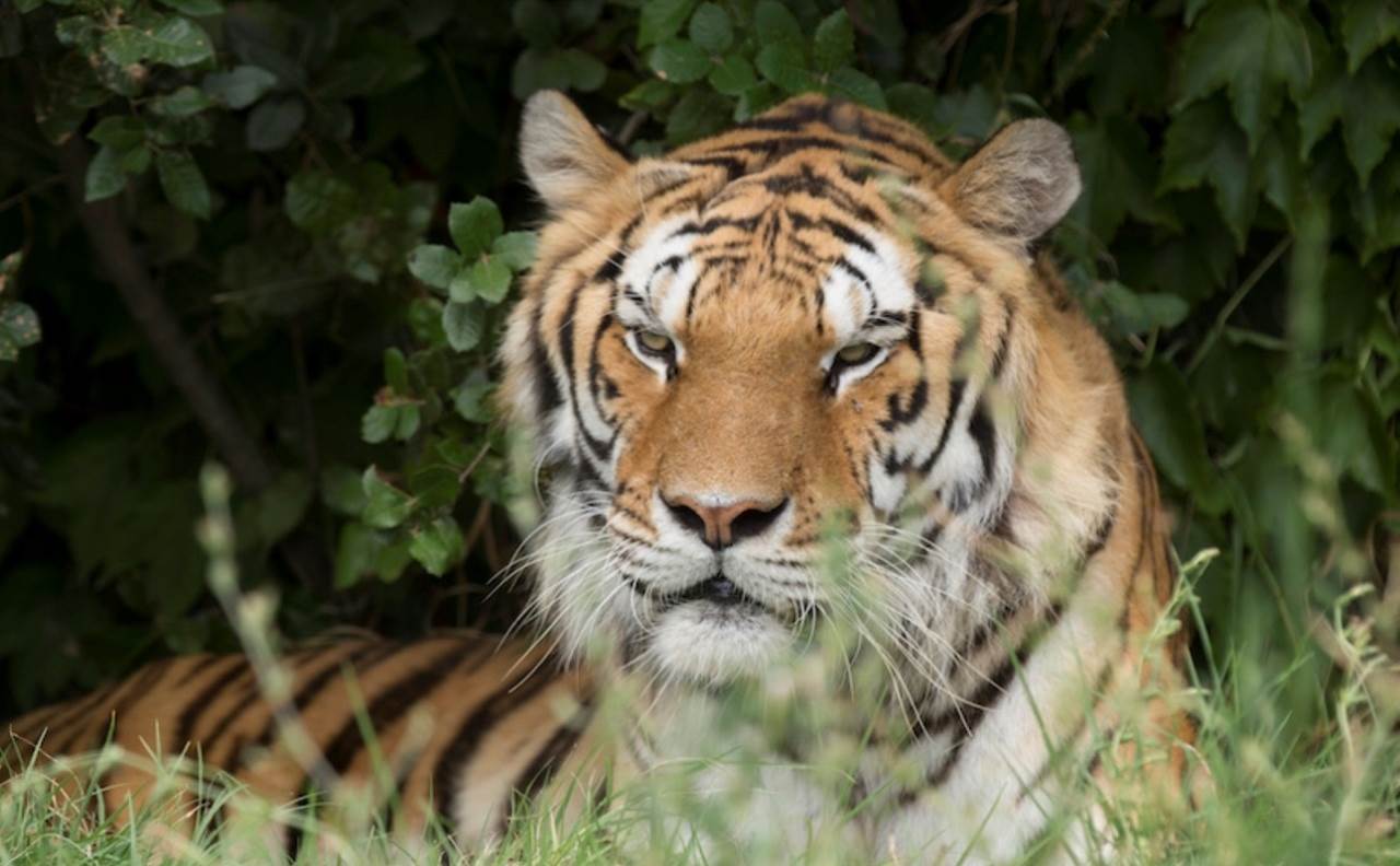 safari tigre