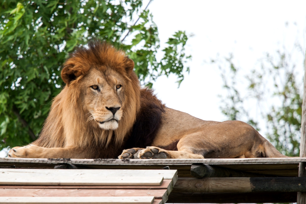 leone safari