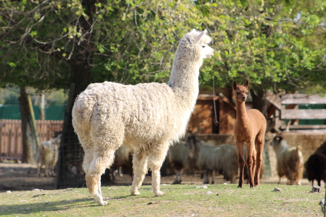 alpaca