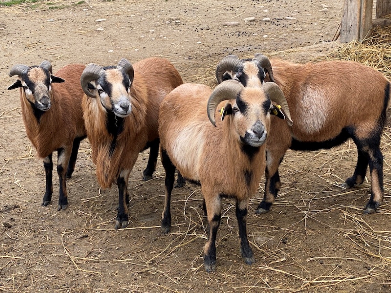 capra tibetana