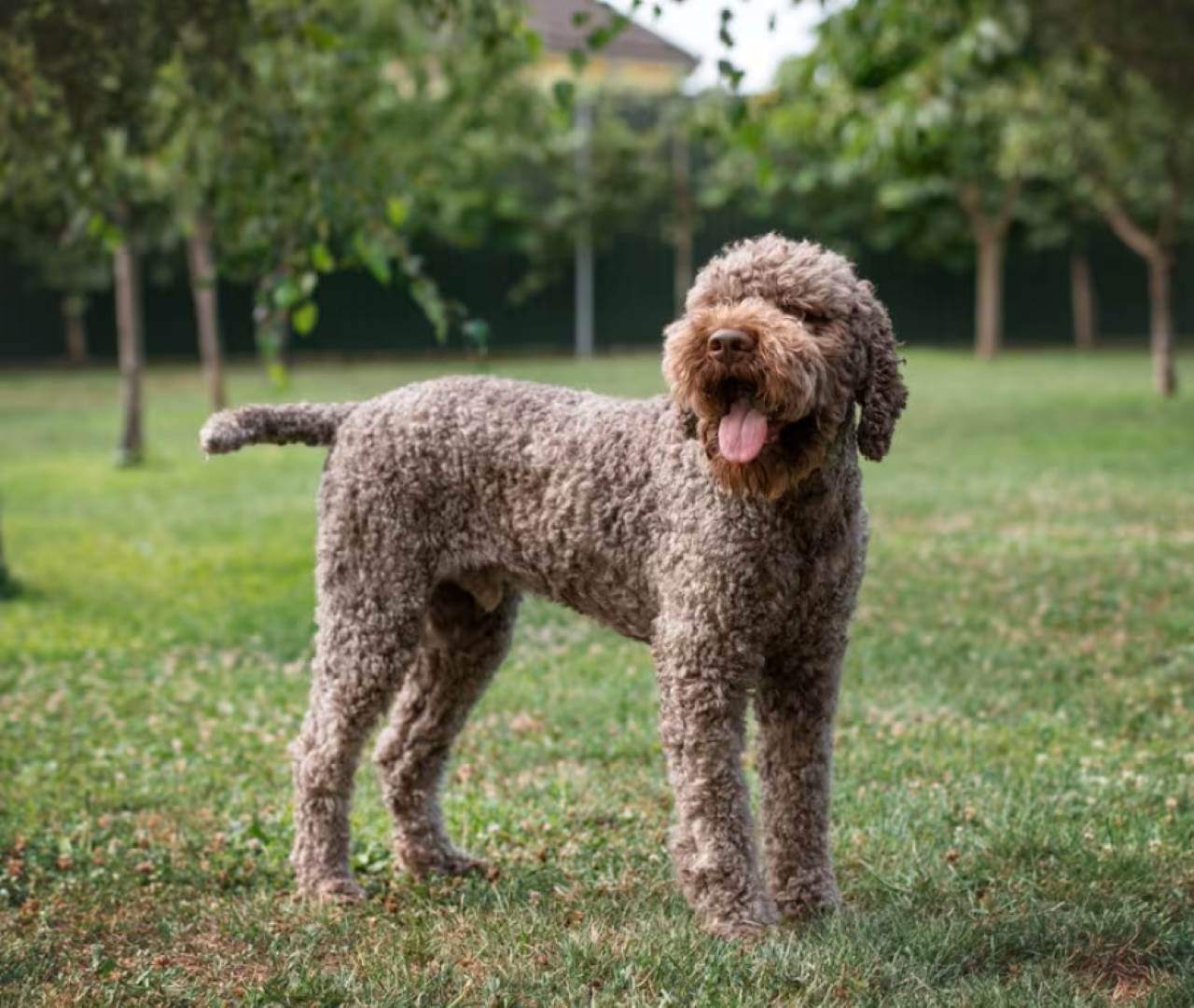 cane da tartufo 900x760