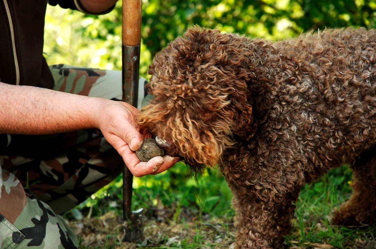 cani tartufo