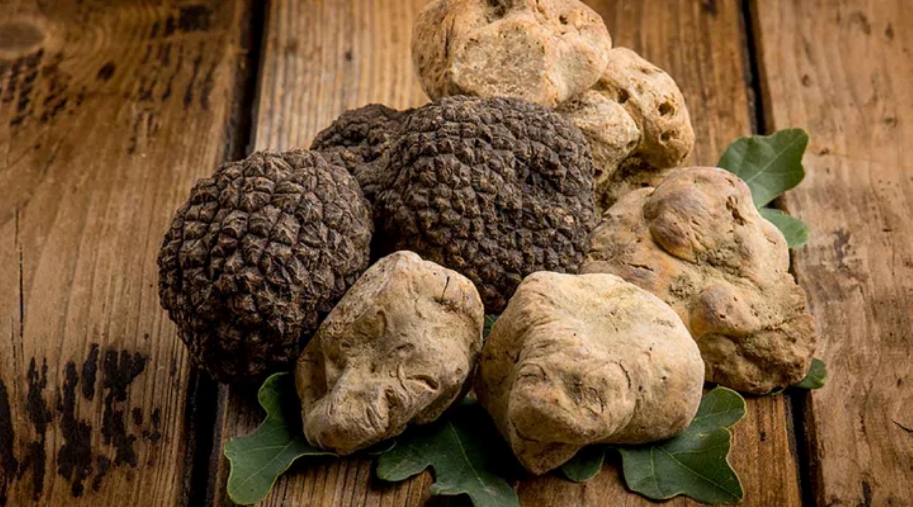 tartufo molisano foodoteka