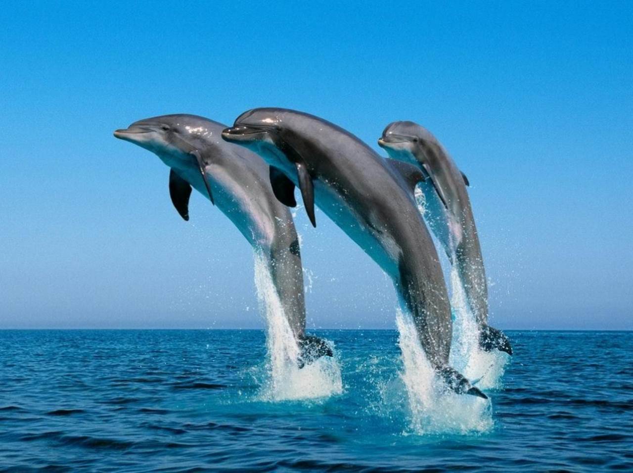 foto motonave delfini 2