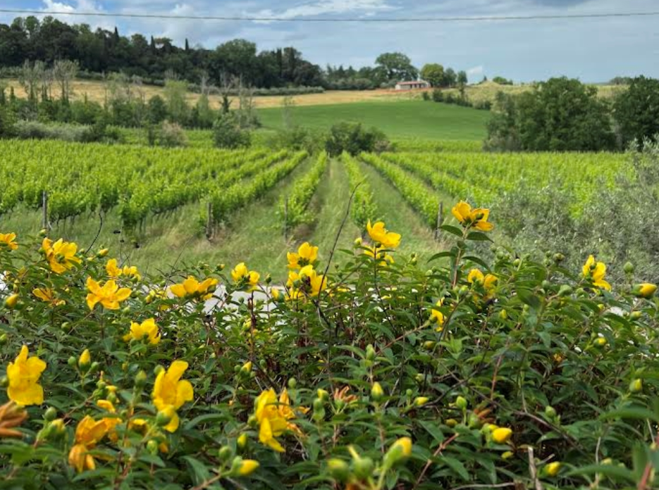 paesaggio 2