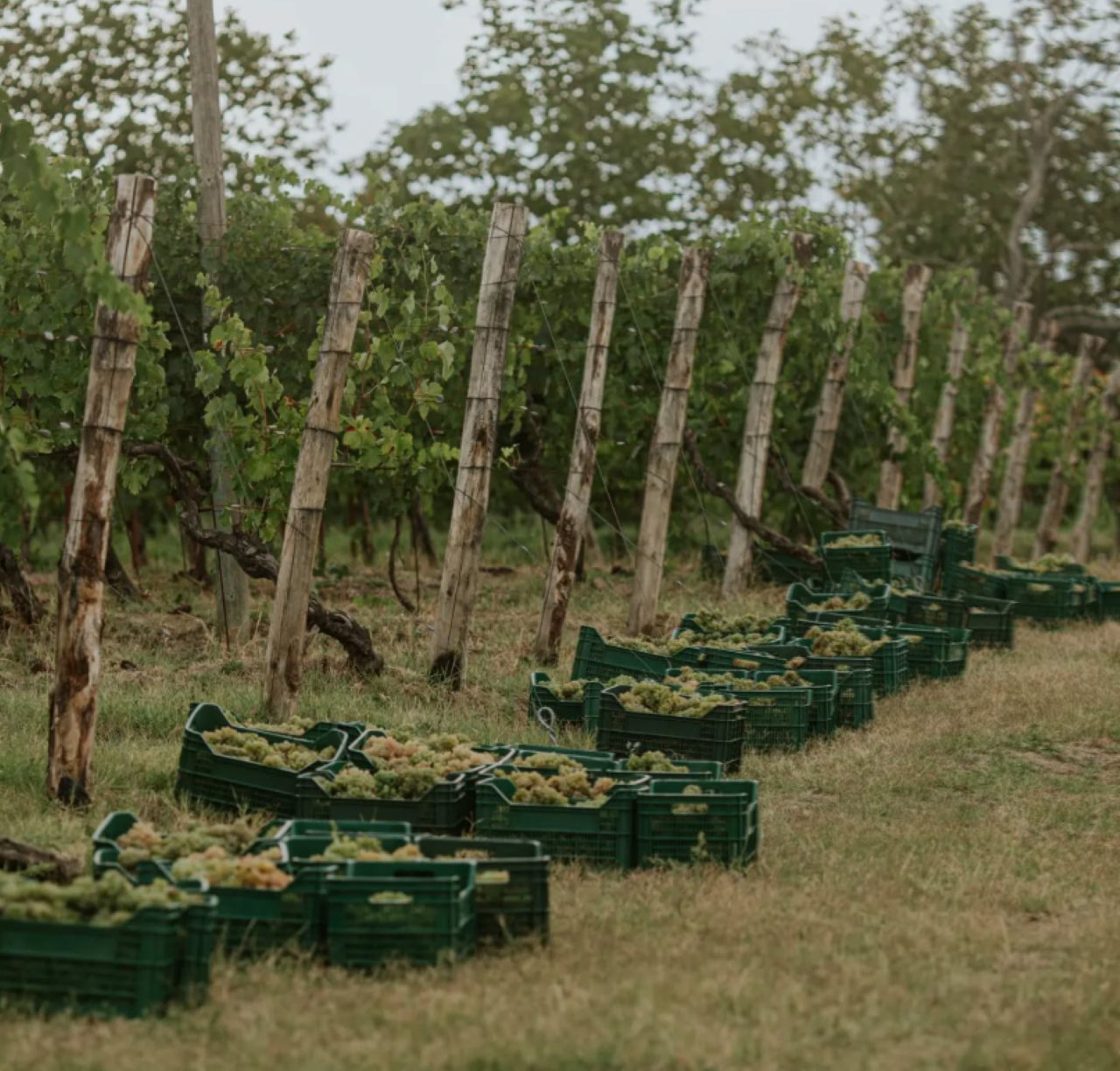 scrnli cxdr2x5xv2c52a 2