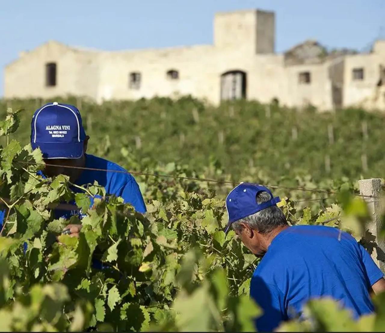 vigneti taglio uva alagna vini